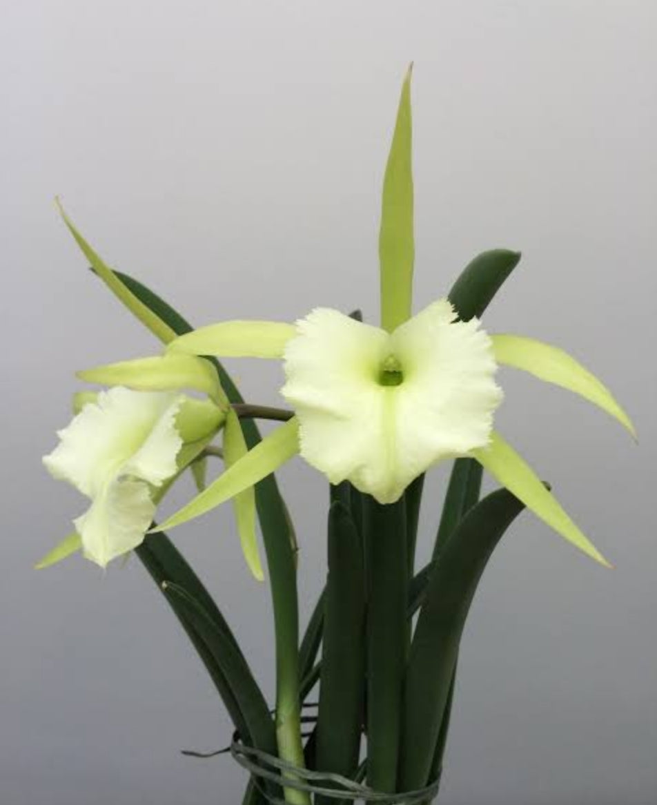 Catteliya Jimminey Cricket Medium Orchid Plant -With Terracota Pot