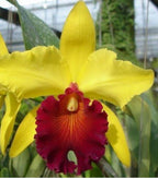Cattleya Blc Alma Kee Tip Malee Medium Orchid Plant -With Terracota Pot