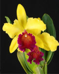 Cattleya Blc Alma Kee Tip Malee Medium Orchid Plant -With Terracota Pot