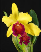 Cattleya Blc Alma Kee Tip Malee Medium Orchid Plant -With Terracota Pot