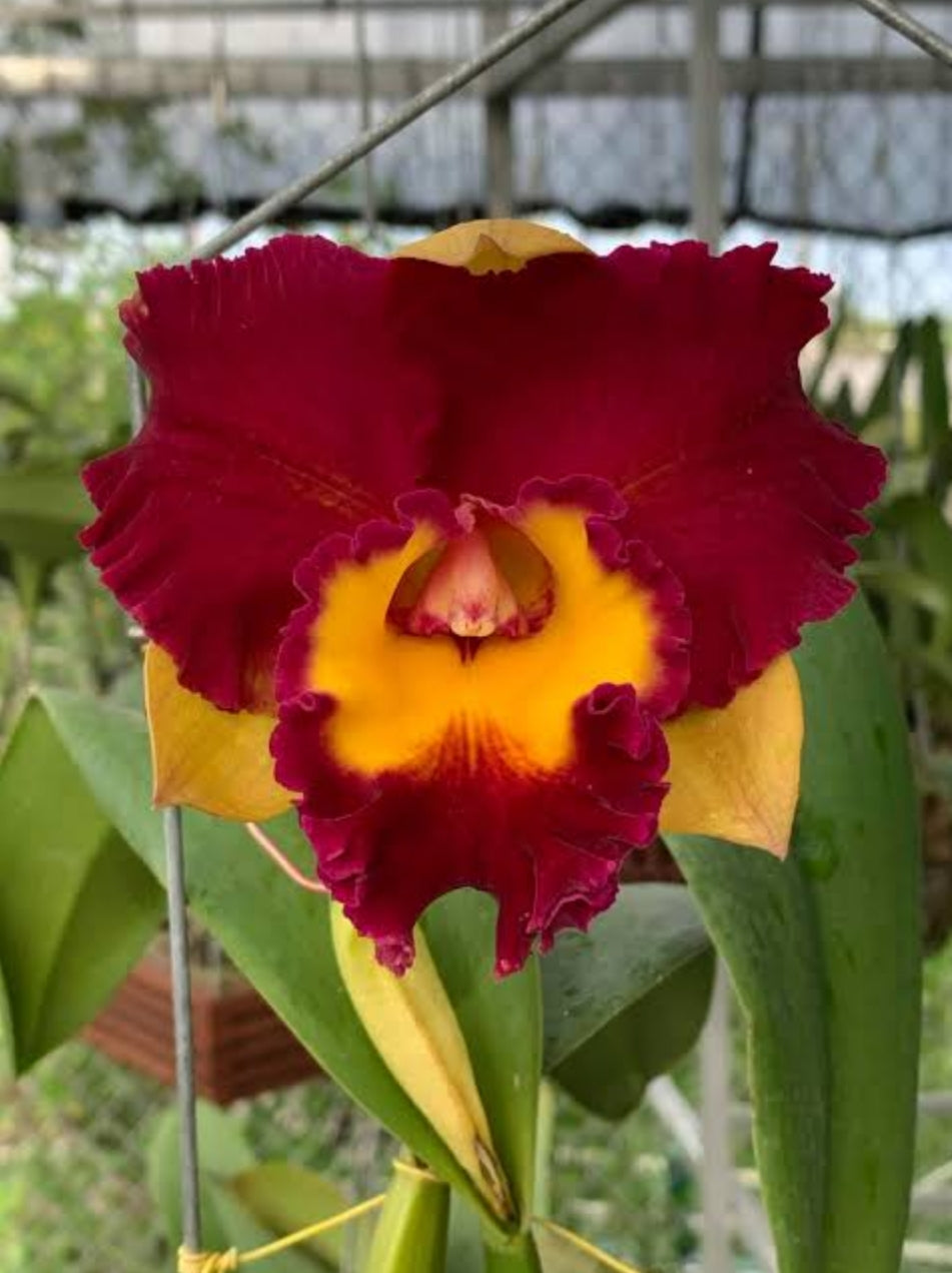 Catteliya Rungnapha  Fancy  New. Medium Orchid Plant -With Terracota Pot