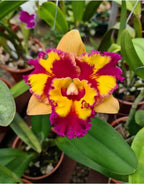 Catteliya Rungnapha  Fancy  New. Medium Orchid Plant -With Terracota Pot