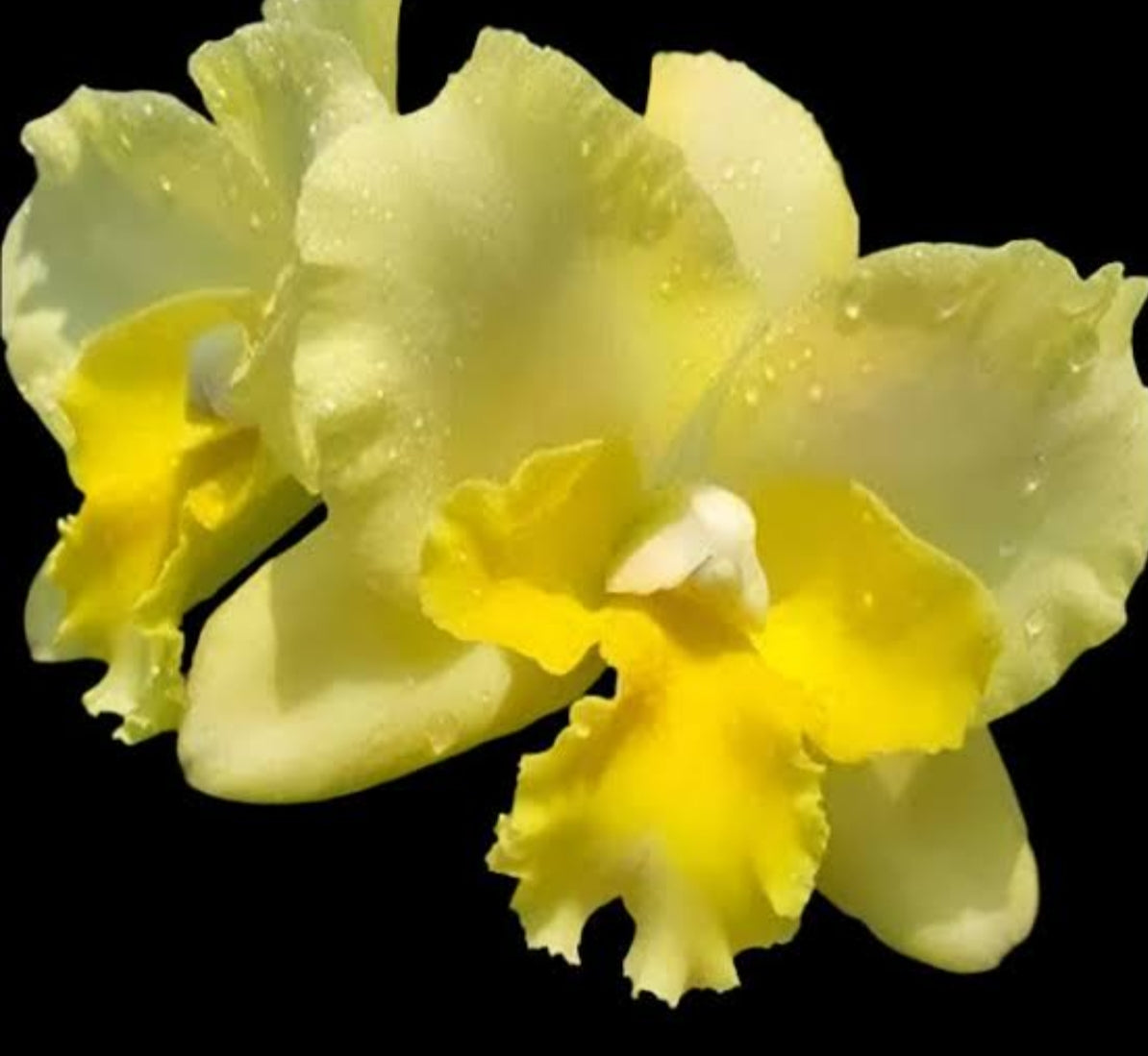 Catteliya River Kwai River Fancy New Medium Orchid Plant -With Terracota Pot