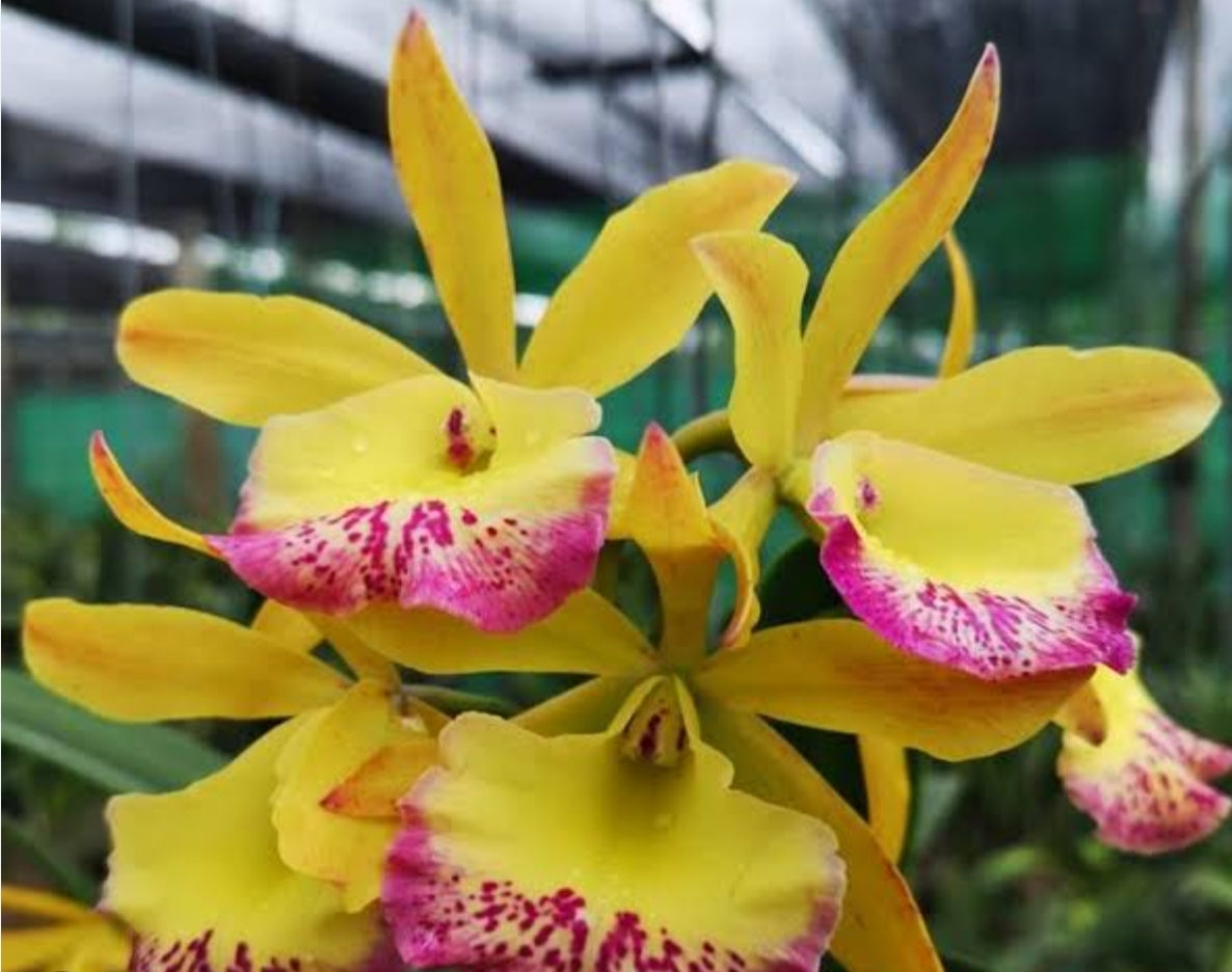 Catteliya River Kwai Charming Medium Orchid Plant -With Terracota Pot