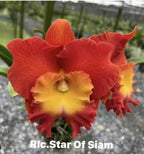 Catteliya Star Of Siam Medium Orchid Plant -With Terracota Pot