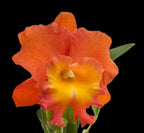 Catteliya Star Of Siam Medium Orchid Plant -With Terracota Pot