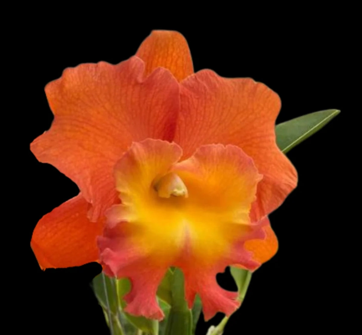 Catteliya Star Of Siam Medium Orchid Plant -With Terracota Pot