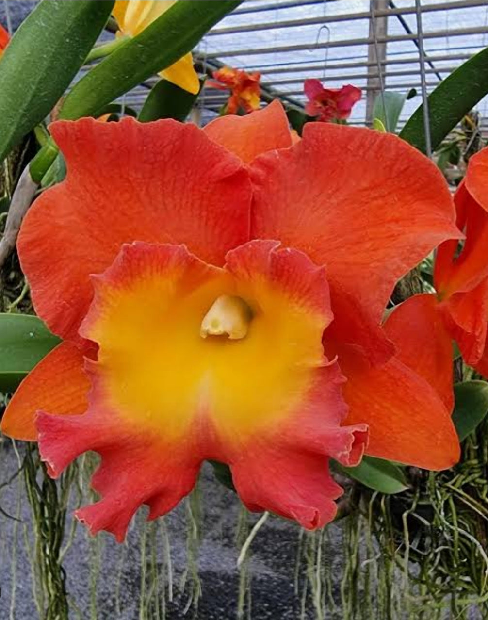 Catteliya Star Of Siam Medium Orchid Plant -With Terracota Pot