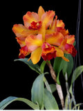 Catteliya Pinyo Panboy x Rth Faymiyanto Orange Medium Orchid Plant -With Terracota Pot