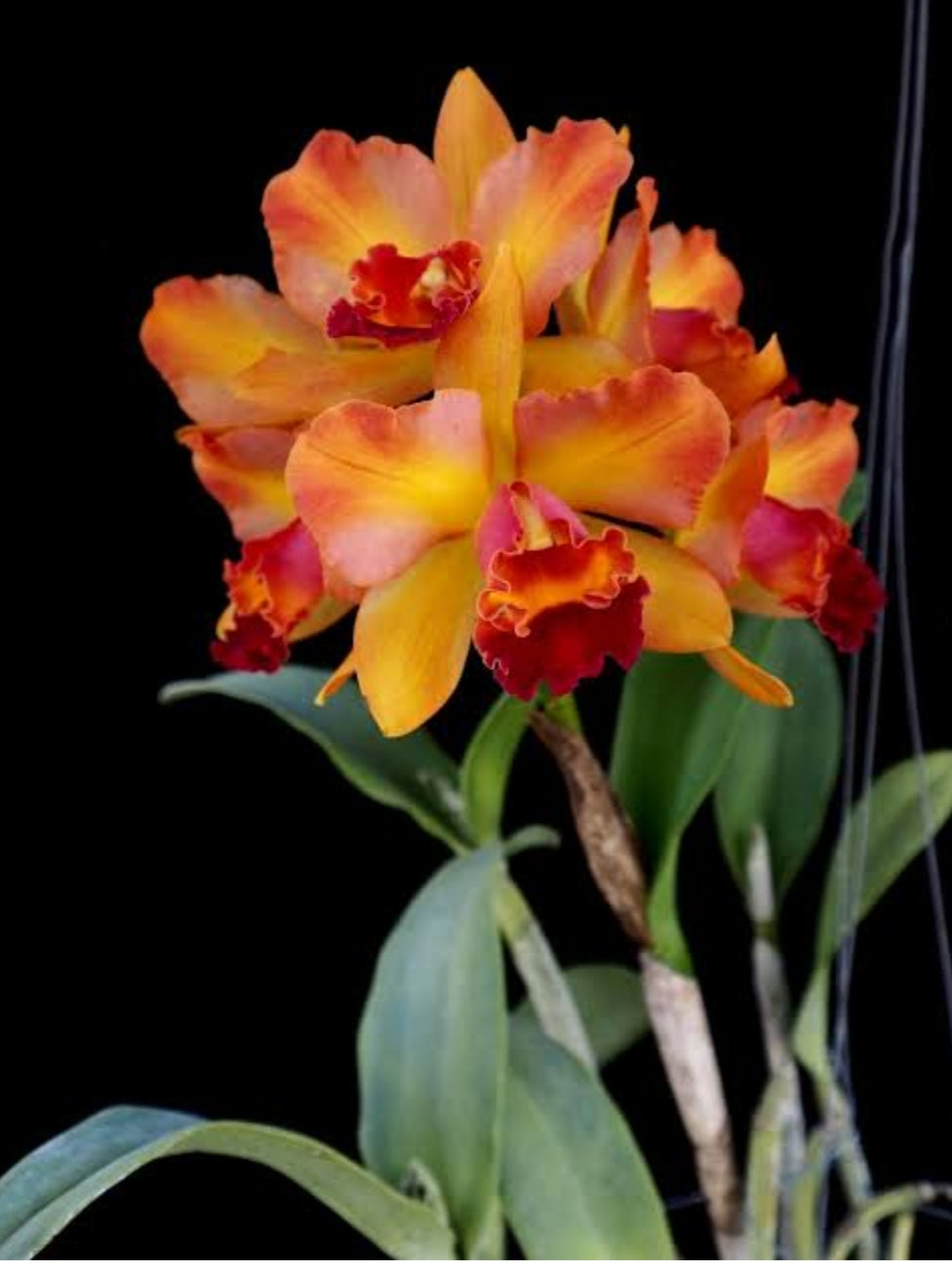 Catteliya Pinyo Panboy x Rth Faymiyanto Orange Medium Orchid Plant -With Terracota Pot