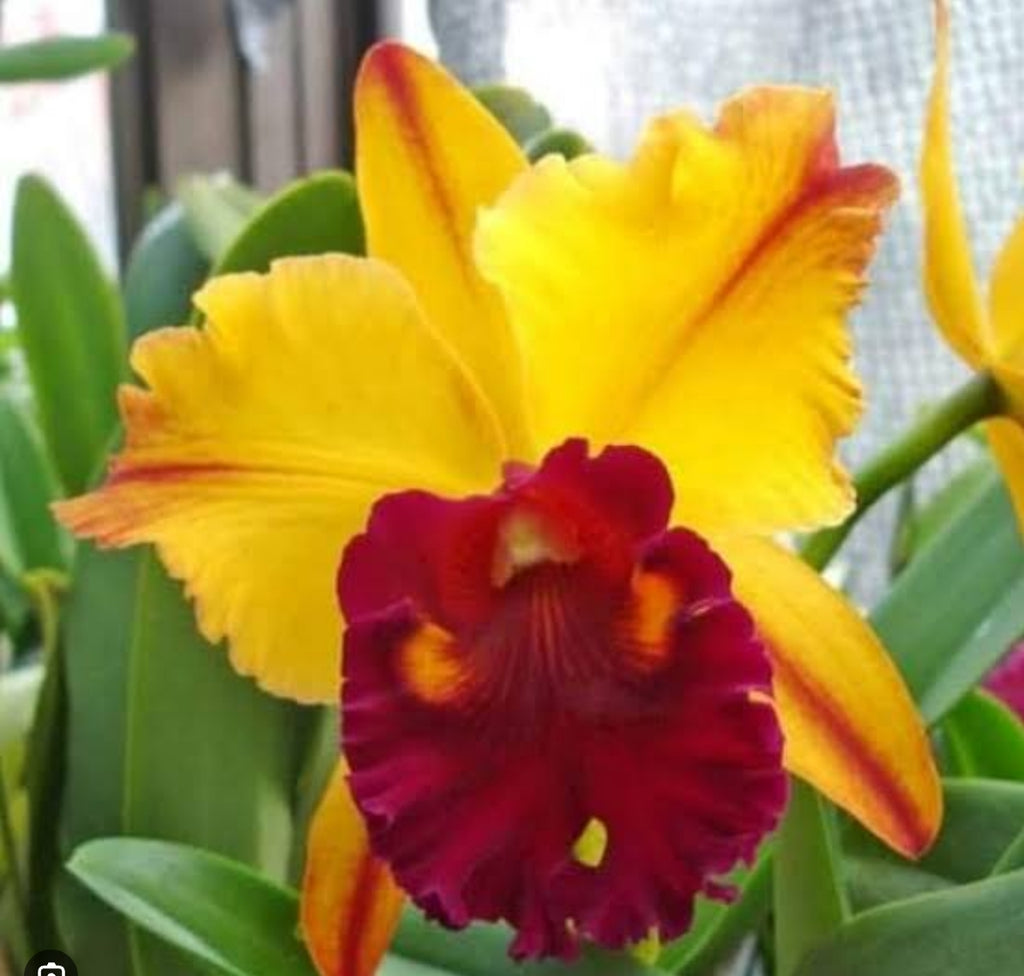 Catteliya Blc Thong Suphan Gold Medium Orchid Plant -With Terracota Pot