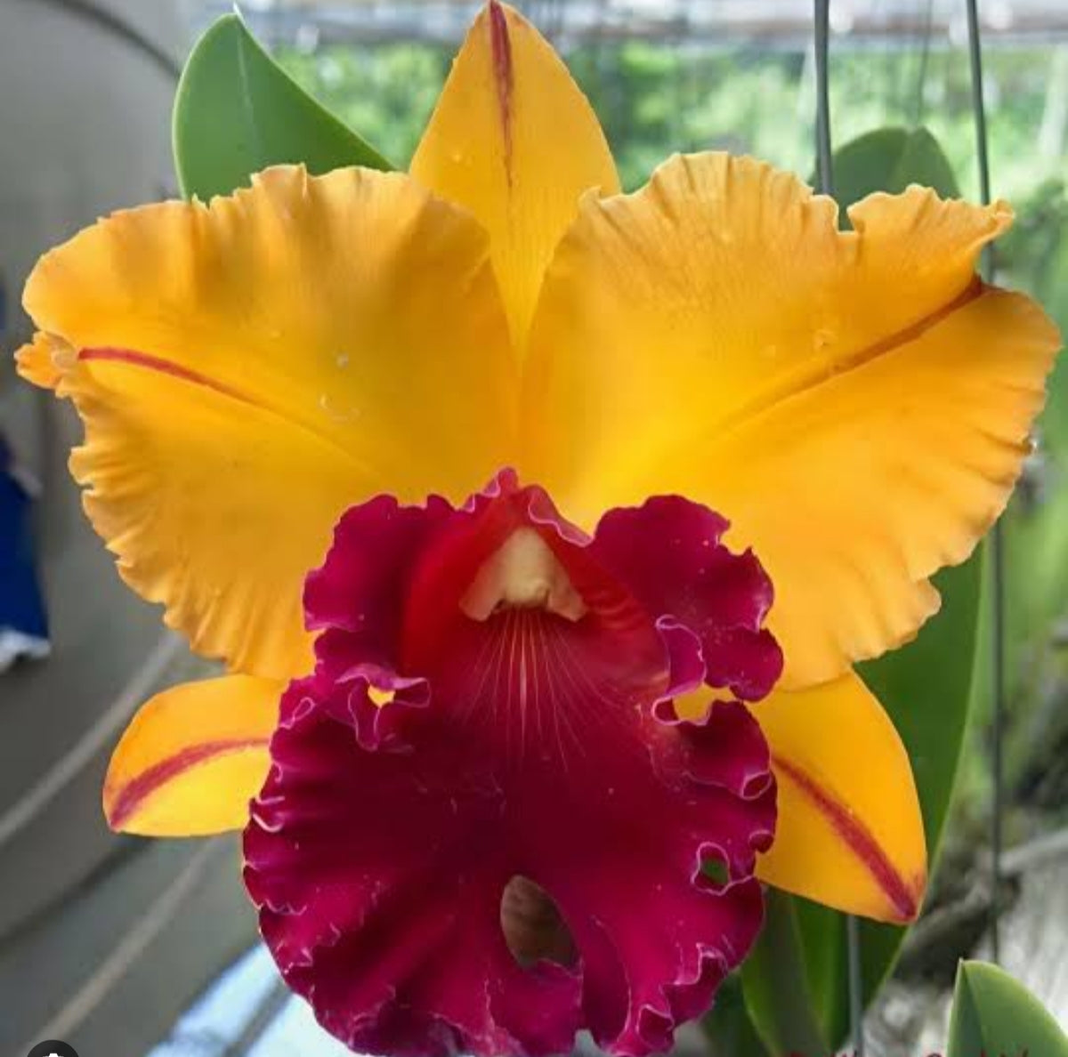 Catteliya Blc Thong Suphan Gold Medium Orchid Plant -With Terracota Pot