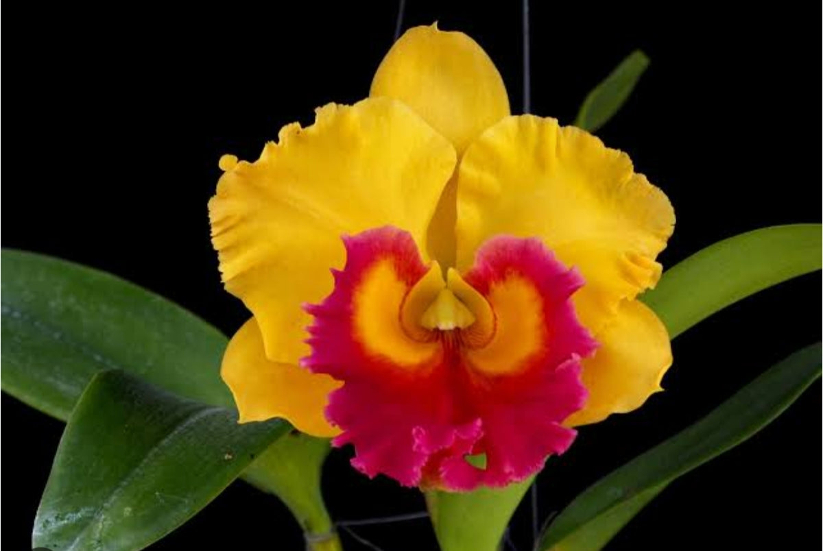 Catteliya Blc Thong Suphan Gold Medium Orchid Plant -With Terracota Pot