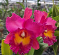 Catteliya Nadia Song x Petch Korat Medium Orchid Plant -With Terracota Pot