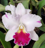Catteliya LC Mikki Nagata Orchidibrary Medium Orchid Plant -With Terracota Pot