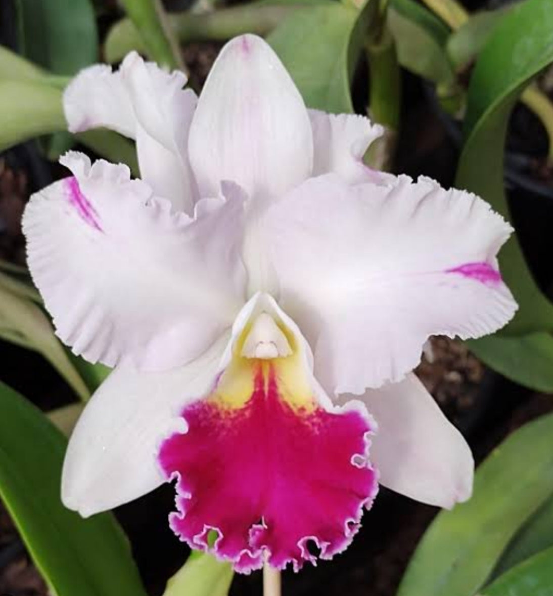 Catteliya LC Mikki Nagata Orchidibrary Medium Orchid Plant -With Terracota Pot
