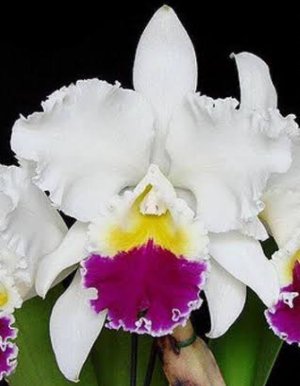 Catteliya LC Mikki Nagata Orchidibrary Medium Orchid Plant -With Terracota Pot