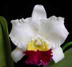 Catteliya LC Mikki Nagata Orchidibrary Medium Orchid Plant -With Terracota Pot
