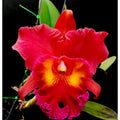 Catteliya  Chaweewan Sunset Medium Orchid Plant -With Terracota Pot