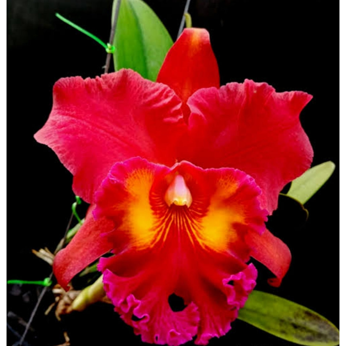 Catteliya  Chaweewan Sunset Medium Orchid Plant -With Terracota Pot
