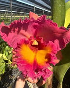Catteliya  Chaweewan Sunset Medium Orchid Plant -With Terracota Pot