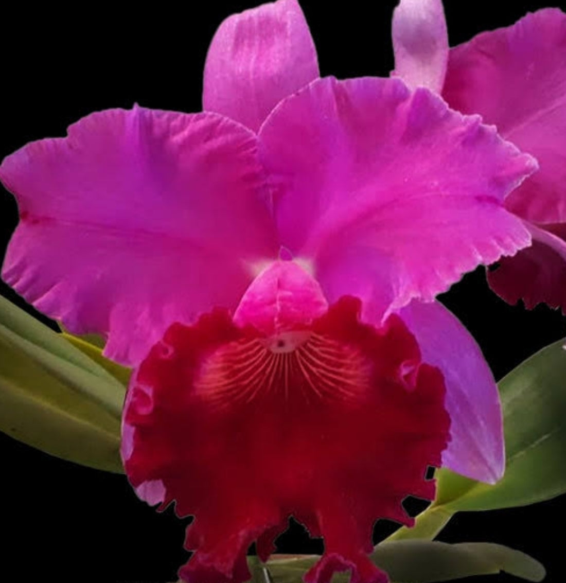 Catteliya Blc Joao Antonio Nicole  Velvet Medium Orchid Plant -With Terracota Pot