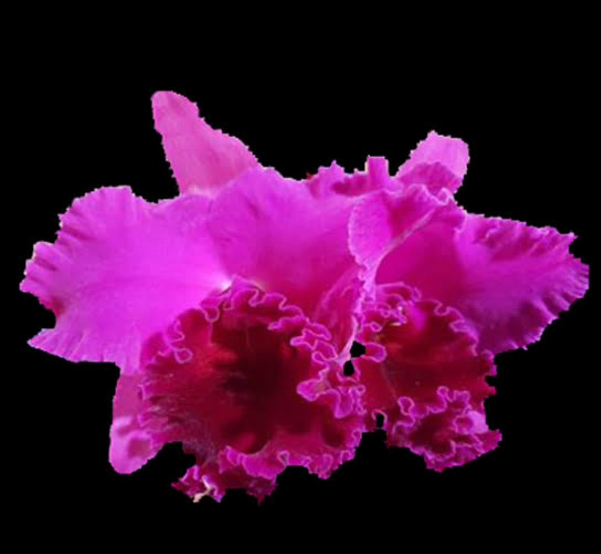 Catteliya Blc Joao Antonio Nicole  Velvet Medium Orchid Plant -With Terracota Pot
