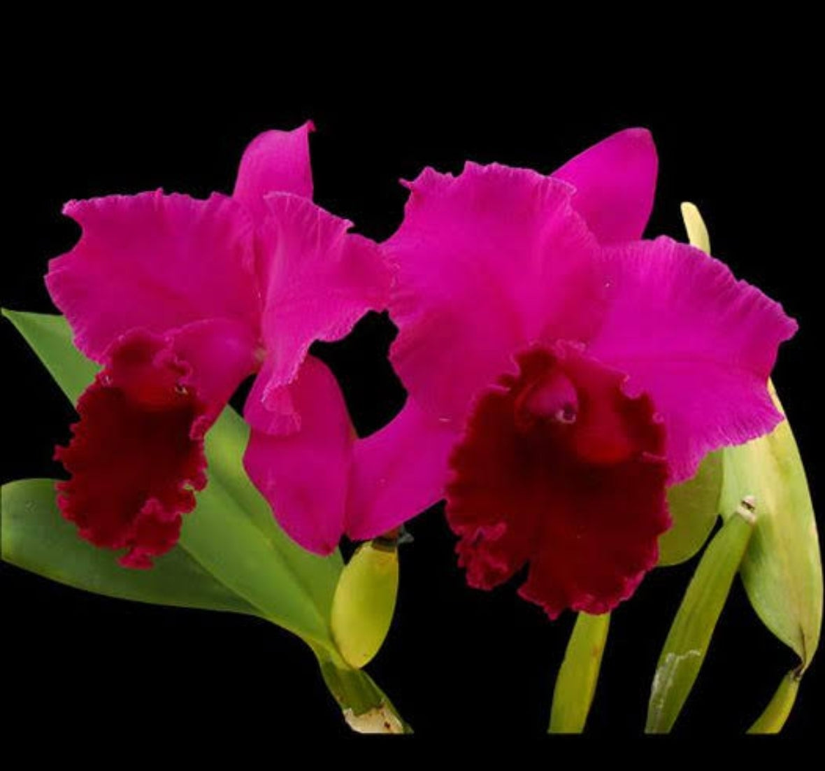 Catteliya Blc Joao Antonio Nicole  Velvet Medium Orchid Plant -With Terracota Pot