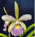 Catteliya Word Barden Light Green Medium Orchid Plant -With Terracota Pot