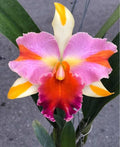 Catteliya Amazing Thailand Rainbow Medium Orchid Plant -With Terracota Pot