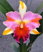 Catteliya Amazing Thailand Rainbow Medium Orchid Plant -With Terracota Pot