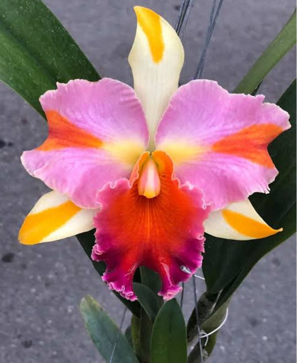 Catteliya Amazing Thailand Rainbow Medium Orchid Plant -With Terracota Pot
