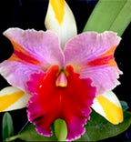Catteliya Amazing Thailand Rainbow Medium Orchid Plant -With Terracota Pot