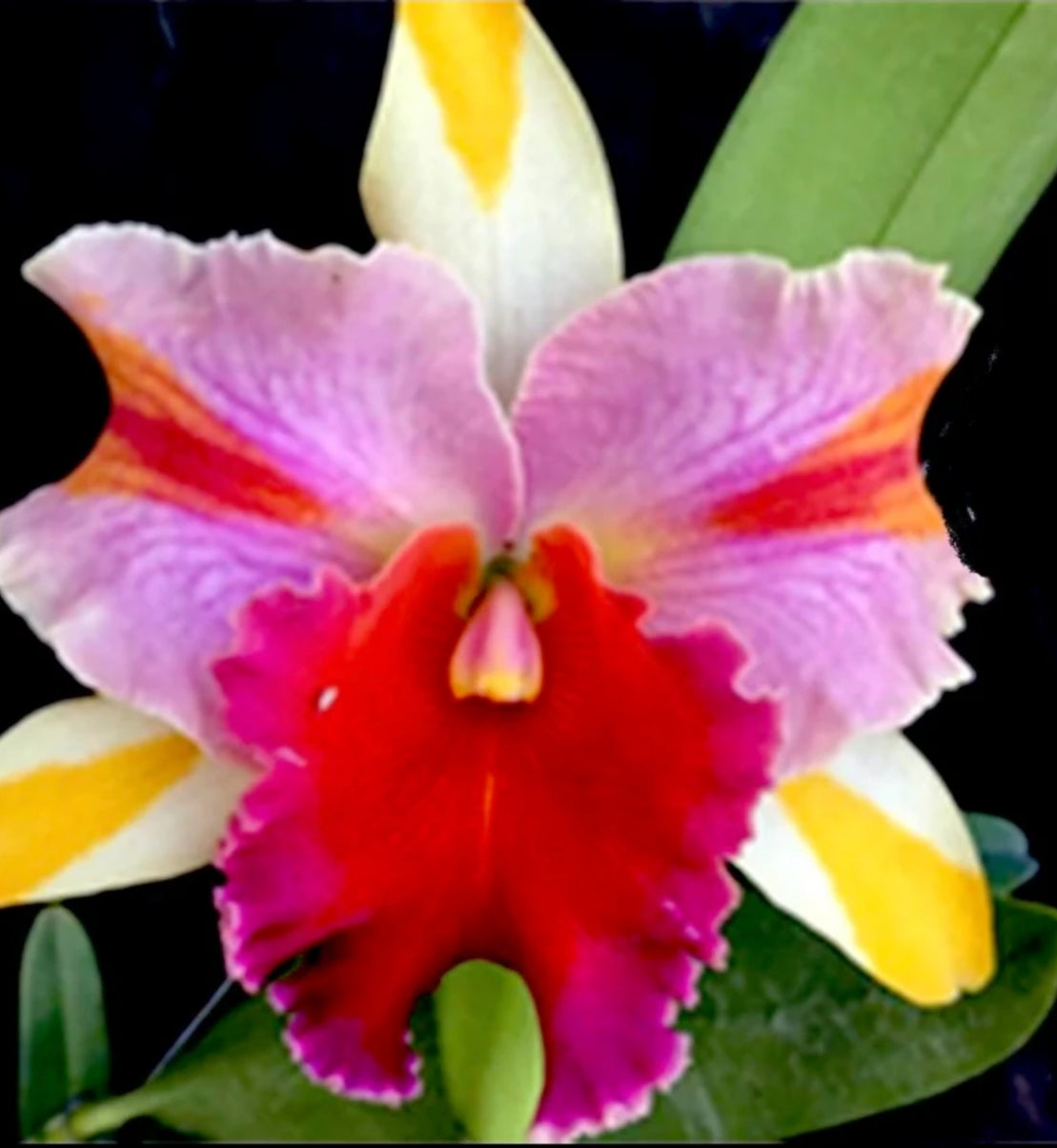 Catteliya Amazing Thailand Rainbow Medium Orchid Plant -With Terracota Pot