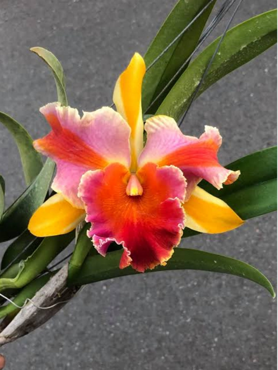 Catteliya Amazing Thailand Rainbow Medium Orchid Plant -With Terracota Pot