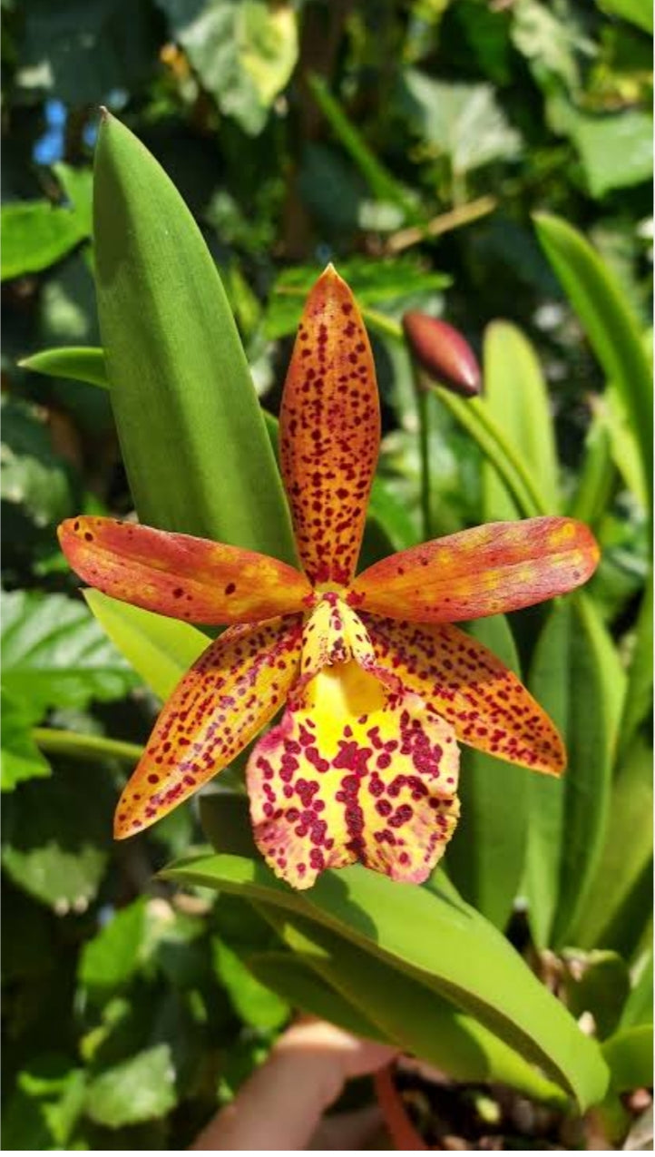 Catteliya Rustic Spot #3 Medium Orchid Plant -With Terracota Pot