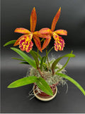 Catteliya Rustic Spot #3 Medium Orchid Plant -With Terracota Pot
