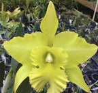 Catteliya Port Of Paradise Medium Orchid Plant -With Terracota Pot