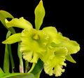 Catteliya Port Of Paradise Medium Orchid Plant -With Terracota Pot