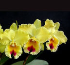 Catteliya Goldenzelle Chiffon Am/Aos Medium Orchid Plant -With Terracota Pot
