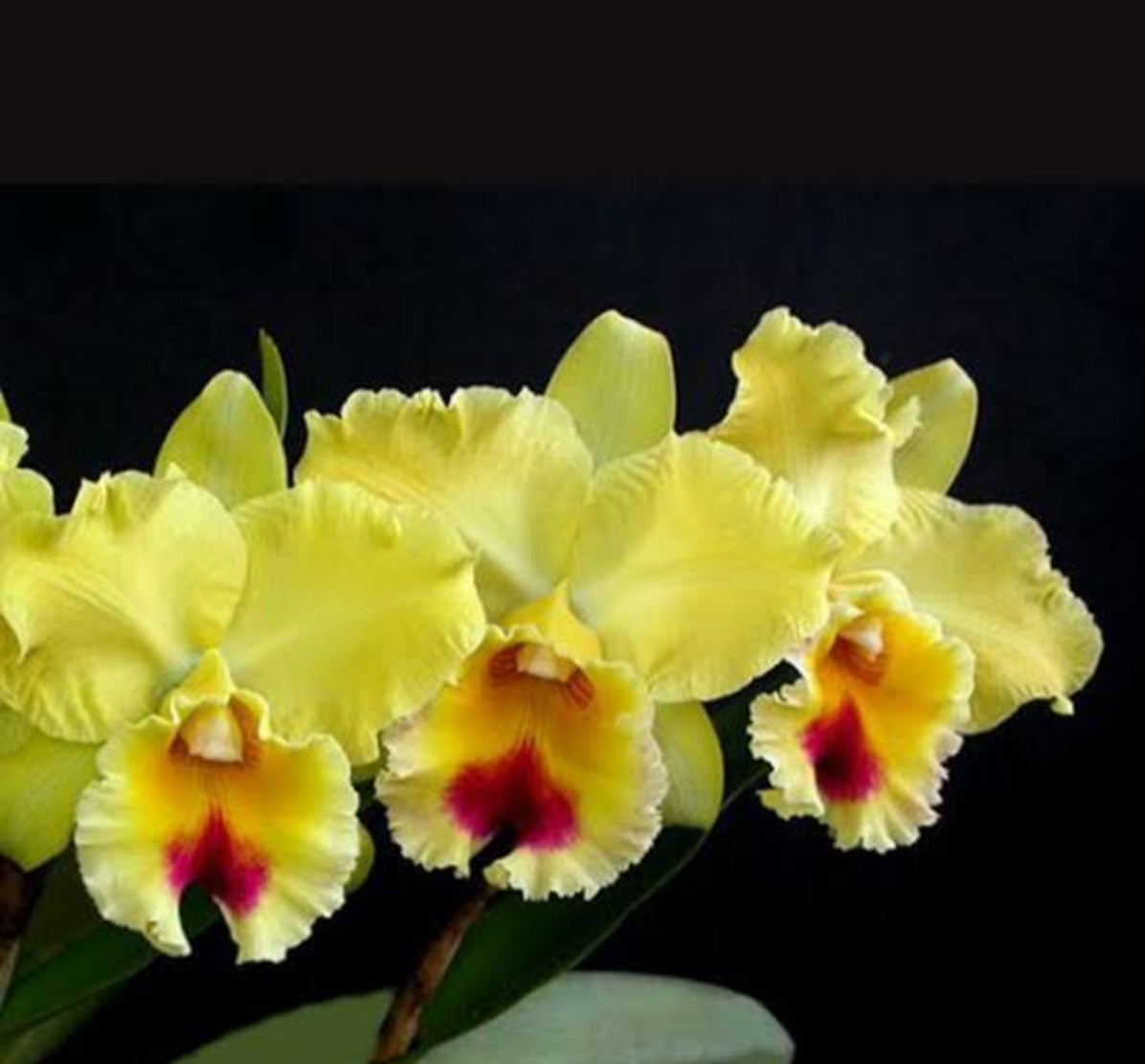 Catteliya Goldenzelle Chiffon Am/Aos Medium Orchid Plant -With Terracota Pot