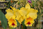Catteliya Goldenzelle Chiffon Am/Aos Medium Orchid Plant -With Terracota Pot