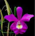 Catteliya Blc Little Mermaid Medium Orchid Plant -With Terracota Pot