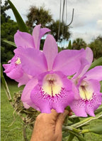 Catteliya Blc Little Mermaid Medium Orchid Plant -With Terracota Pot