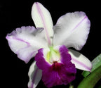 Cattleya Mem Robert Strait Blue Hawaii Medium Orchid Plant -With Terracota Pot