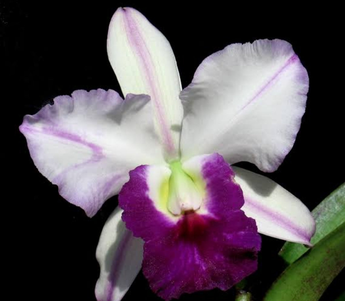 Cattleya Mem Robert Strait Blue Hawaii Medium Orchid Plant -With Terracota Pot