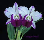 Cattleya Mem Robert Strait Blue Hawaii Medium Orchid Plant -With Terracota Pot
