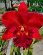 Catteliya Nikomosri Red Medium Orchid Plant -With Terracota Pot