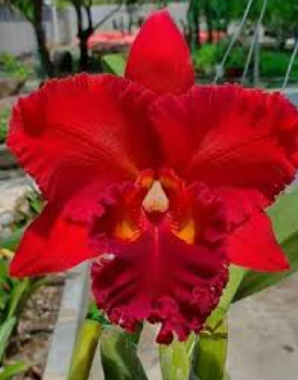 Catteliya Nikomosri Red Medium Orchid Plant -With Terracota Pot