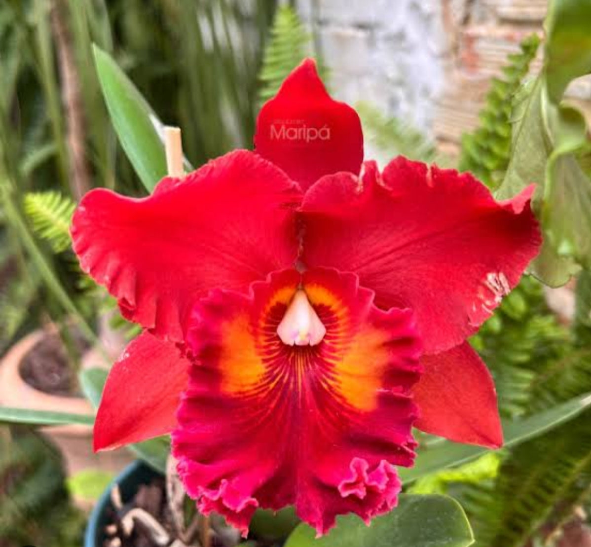 Catteliya Nikomosri Red Medium Orchid Plant -With Terracota Pot